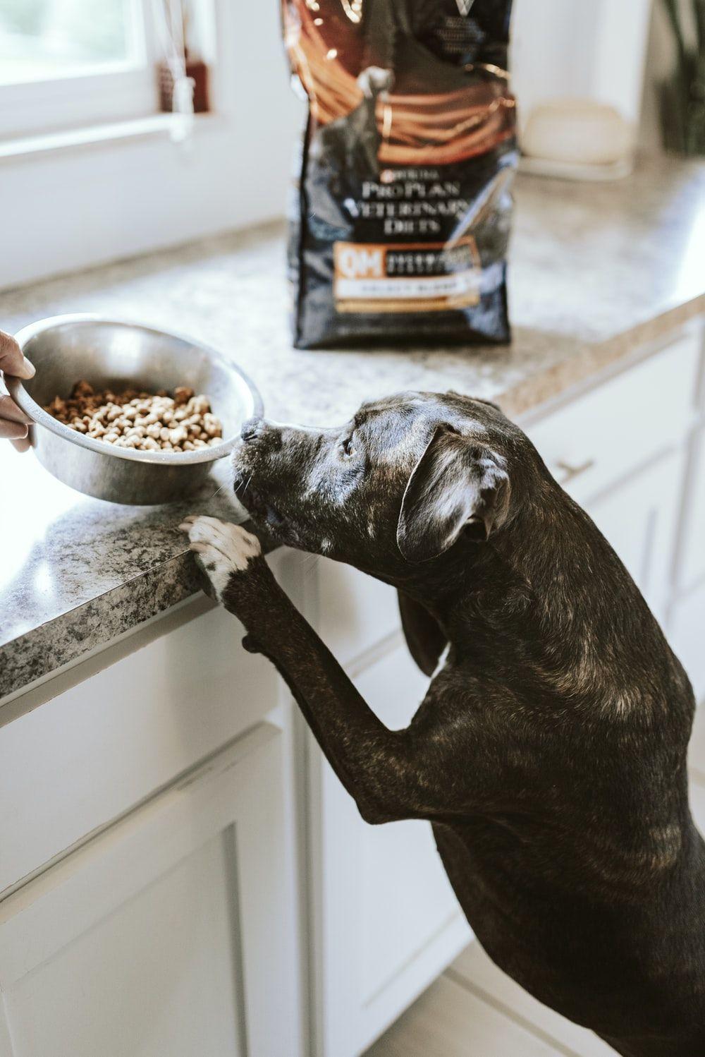 Serene Dog Food Picture in HD Serene Dog Food Picture in HD