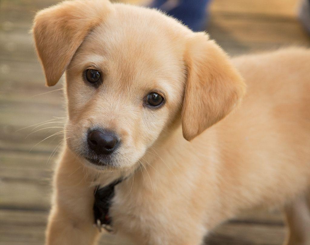 1024x812 Puppy wallpaper, Animal, HQ Puppy pictureK Wallpaper 2019