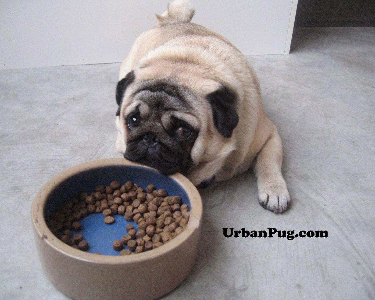 1280x1024 Urban Pug Fun Pug Wallpaper