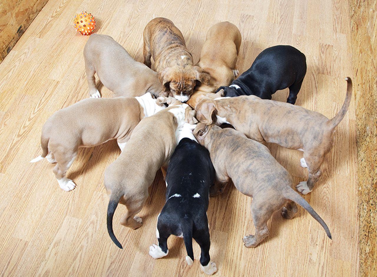 1280x942 Desktop Wallpaper puppies Amstaff dog Many Animals