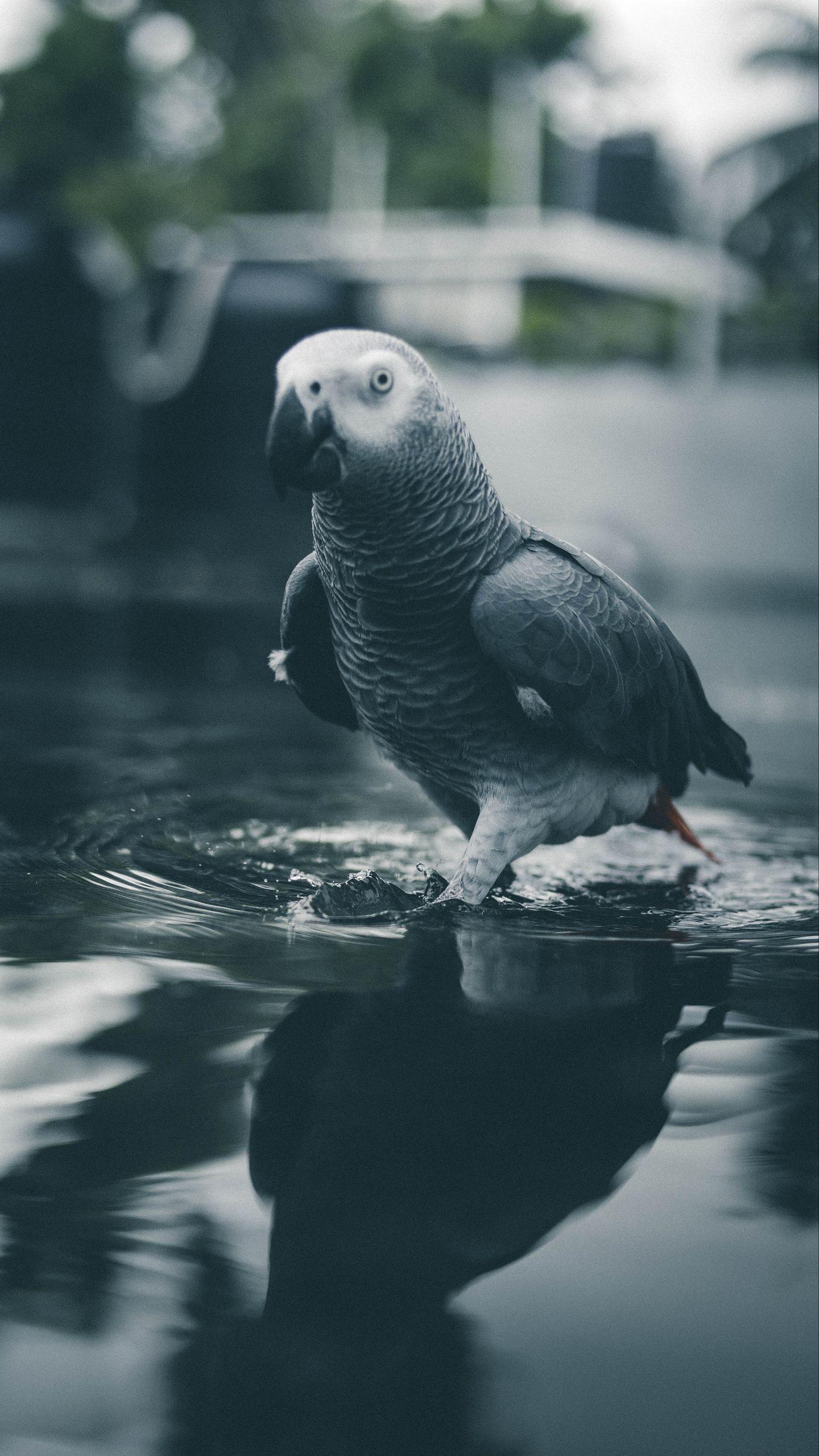 1440x2560 Download wallpaper 1440x2560 parrot, bird, gray, water qhd samsung galaxy s s edge, note, lg g4 HD background