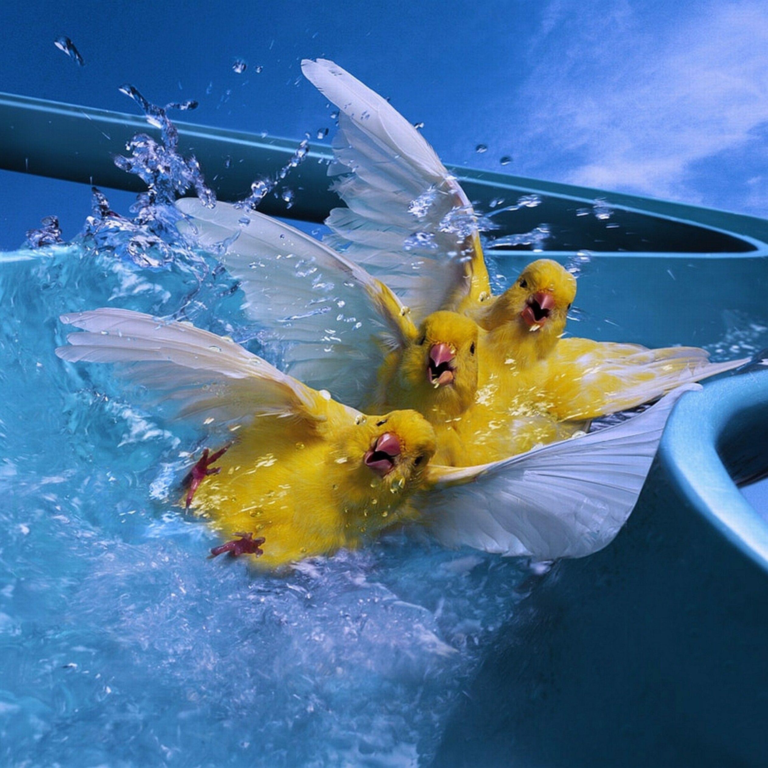 2524x2524 Three ducks on the water slide