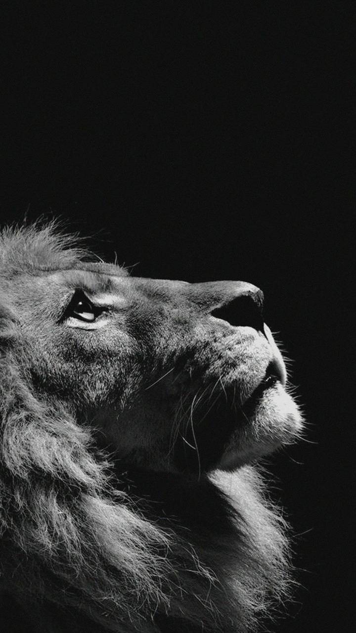 720x1280 Grey Lion wallpaper