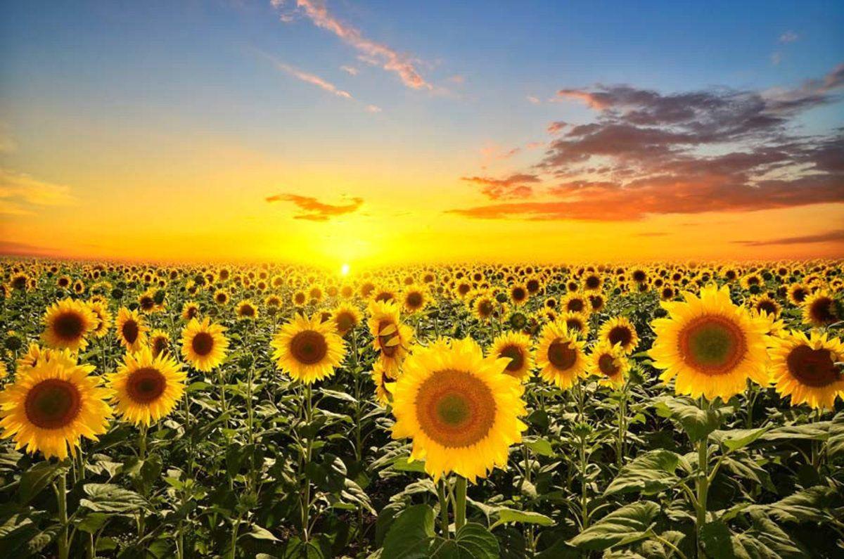 Sunflower Sunset Wallpapers Top Free Sunflower Sunset Backgrounds Wallpaperaccess 8696