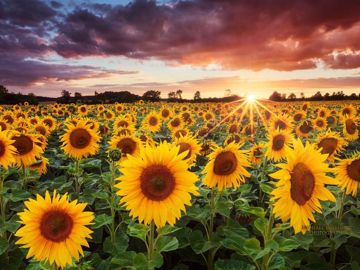 HD wallpaper sunflower sunset field landscape summer flower field  dusk  Wallpaper Flare