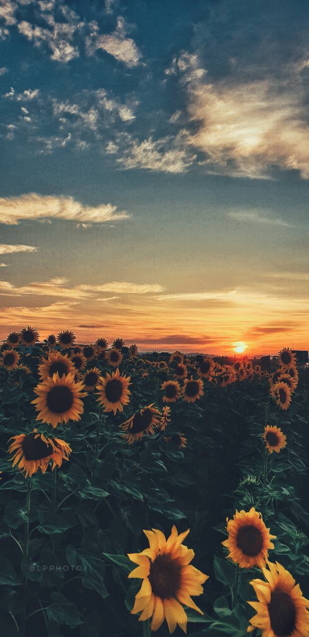 622x1280 Sunflower Sunset wallpaper