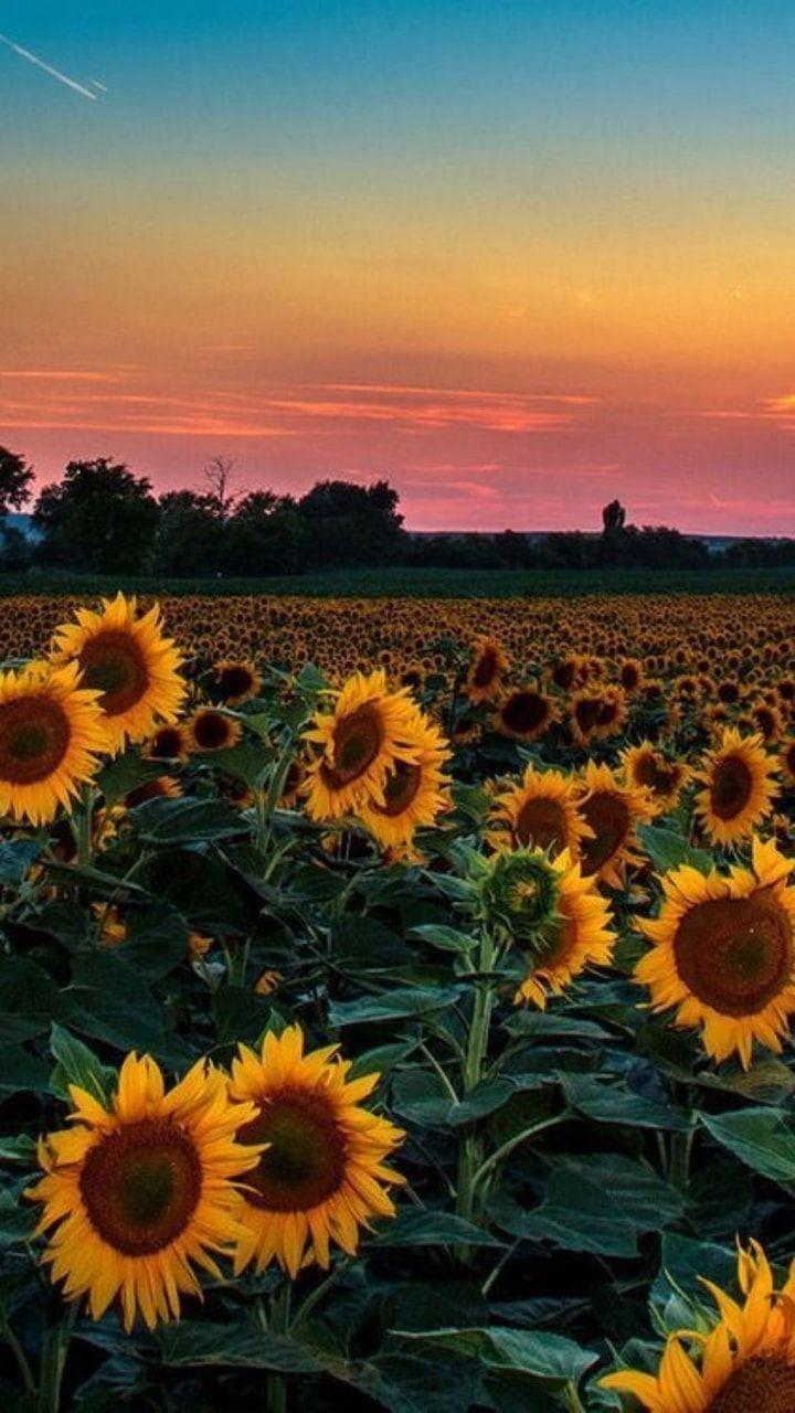 720x1280 yearning for something, sunflowers? discovered by