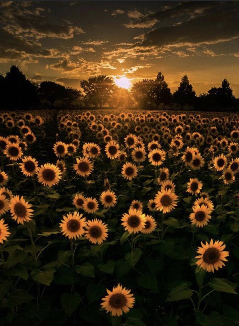 937x1280 Sunflower Sunset wallpaper