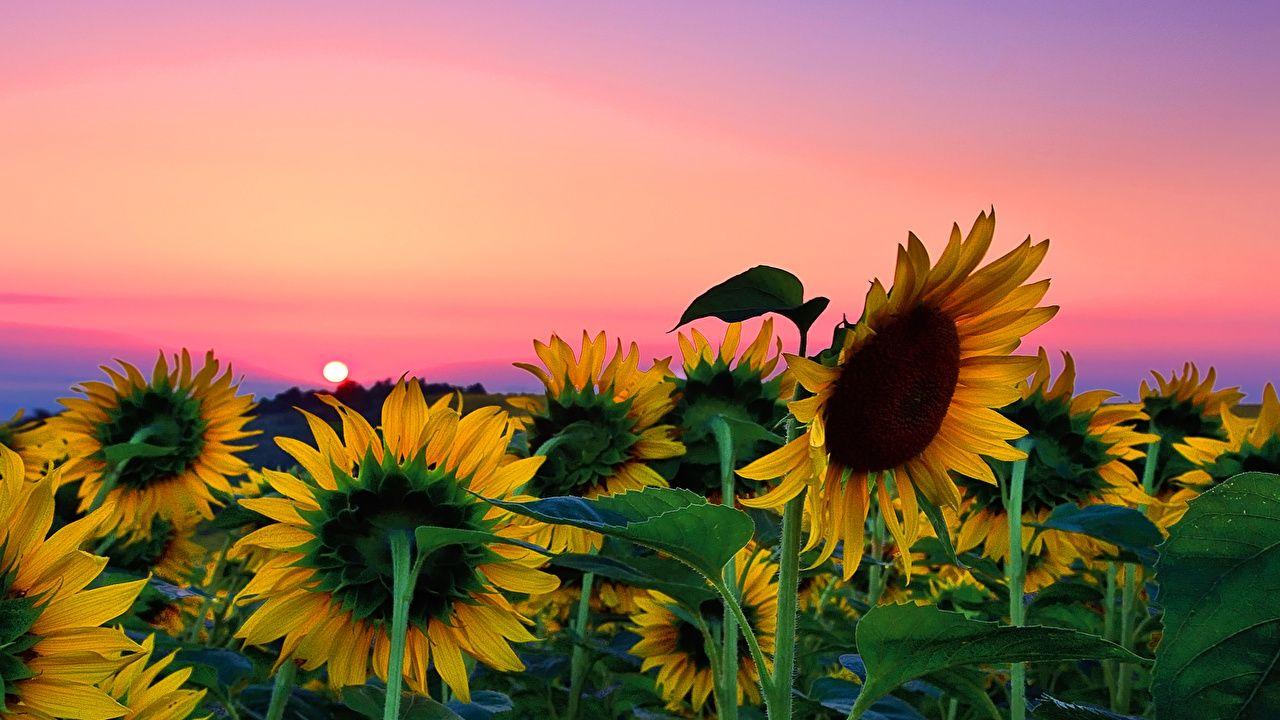 1280x720 Wallpaper Sunflowers