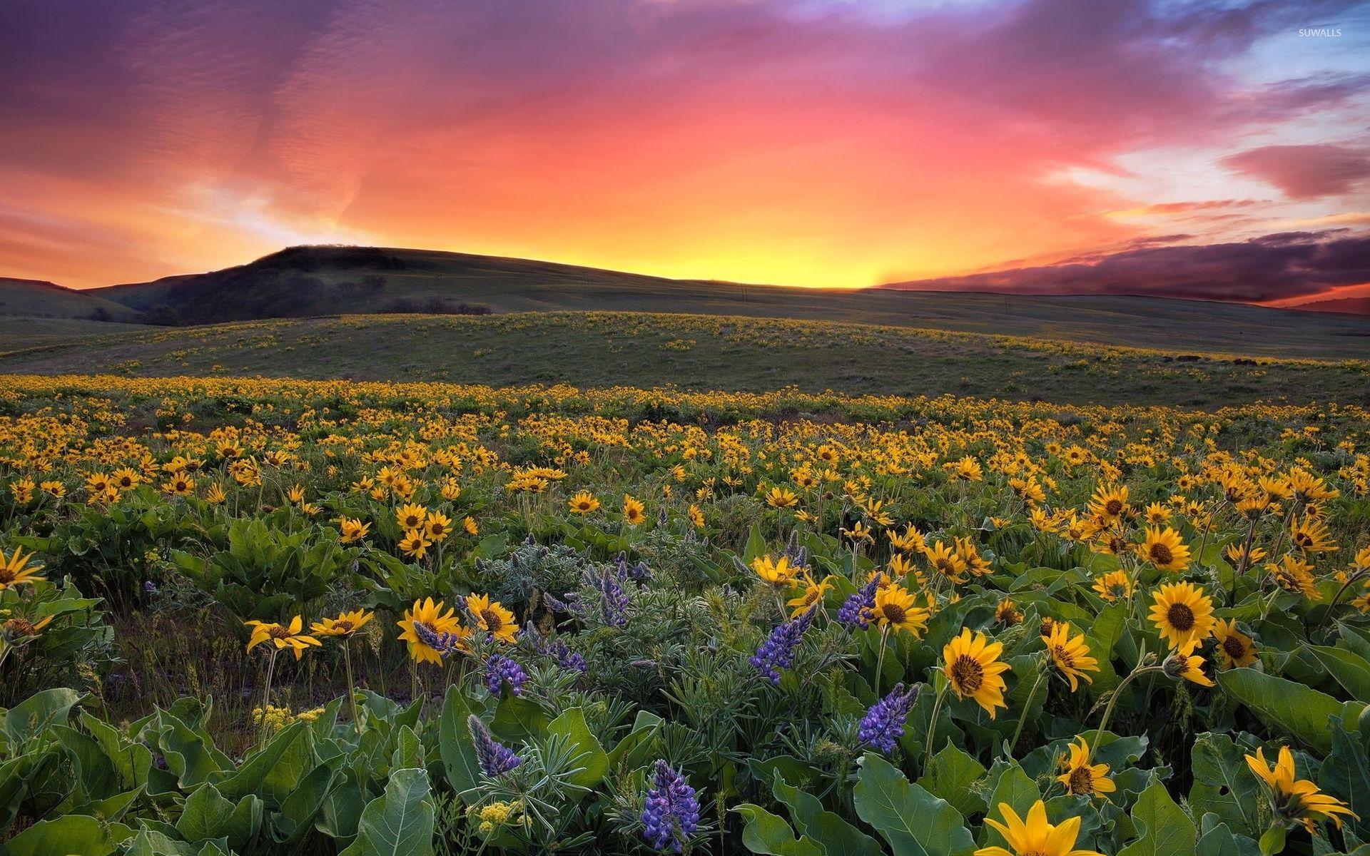 1920x1200 Beautiful sunset over the sunflowers wallpaper wallpaper