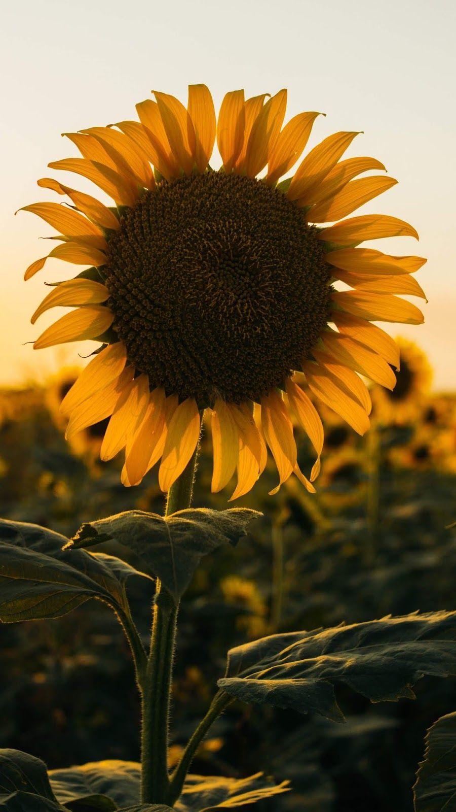 900x1600 Sunflower in the sunset android wallpaper