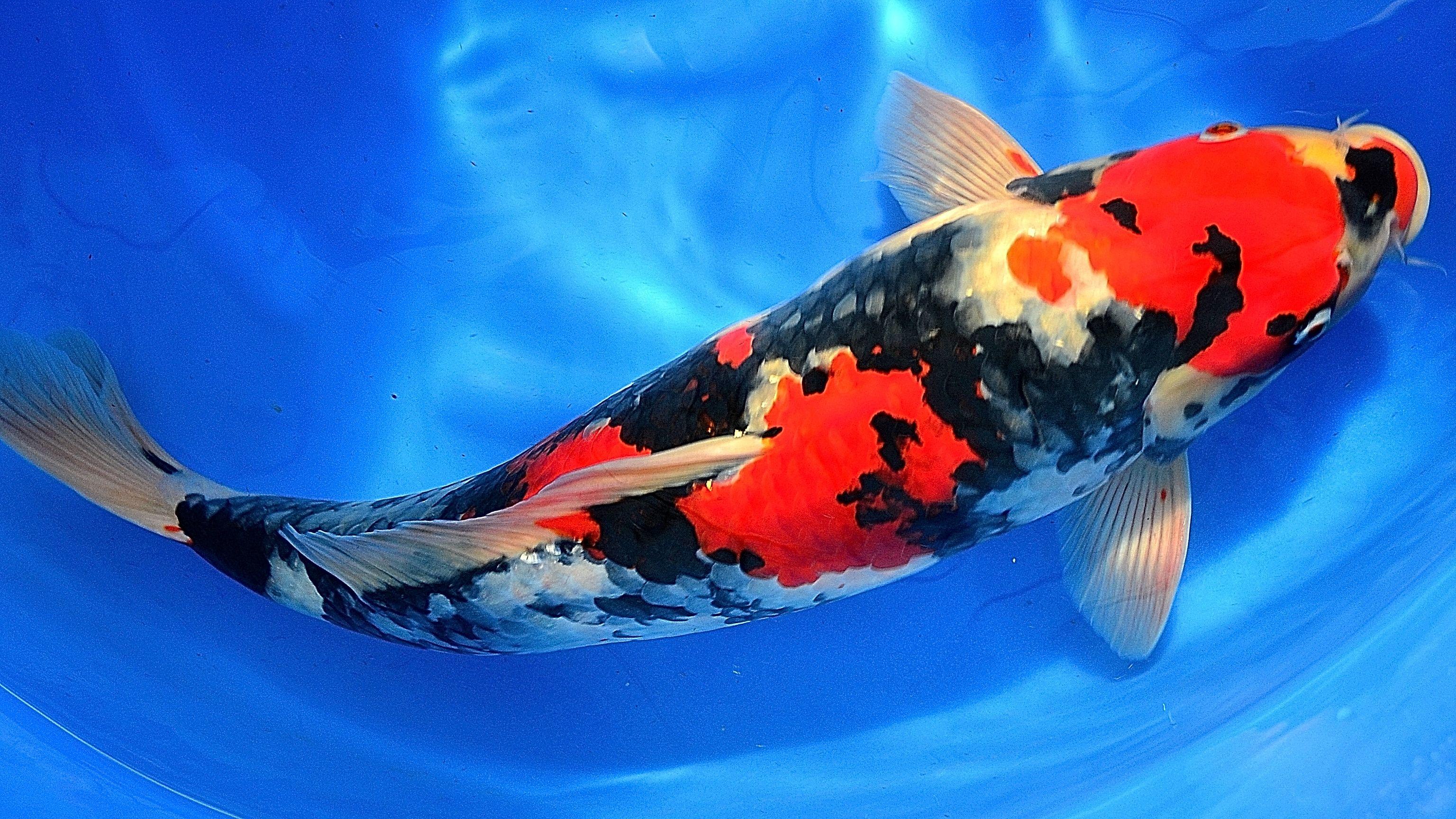 3072x1728 3072x1728px 5198.46 KB Koi Fish