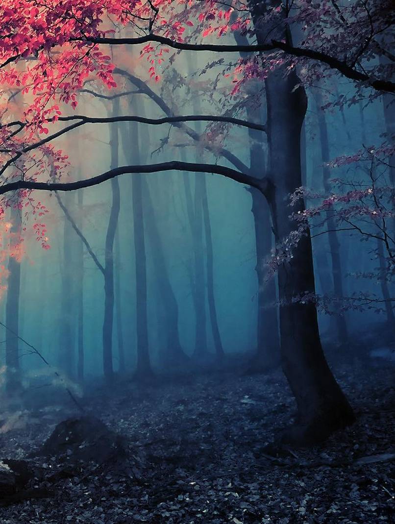 806x1069 Forest Spooky Wallpaper Free HD Wallpaper