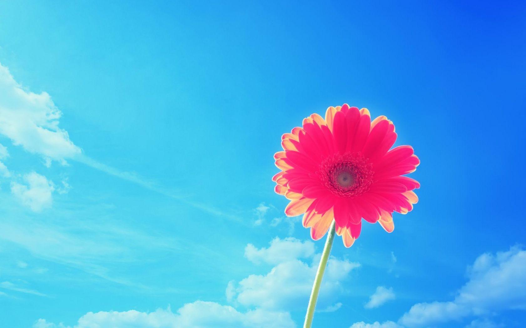 1680x1050 Free download Summer Desktop Wallpaper Wallpaper High Definition High Quality [1920x1080] for your Desktop, Mobile & Tablet. Explore Summer Background For Desktop. Free Summer Wallpaper For Desktop, Free Summer Wallpaper