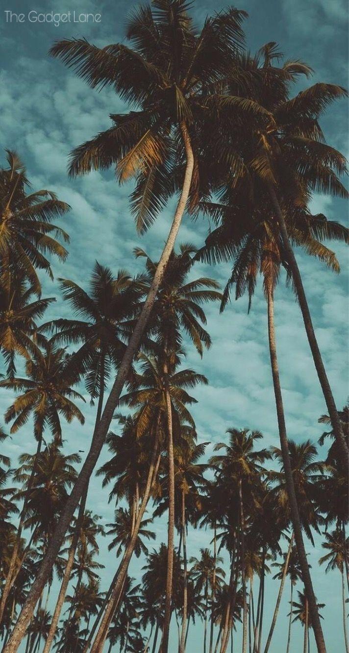 712x1334 Nature. Wallpaper. Landscape wallpaper, Wallpaper iphone summer, Palm trees wallpaper