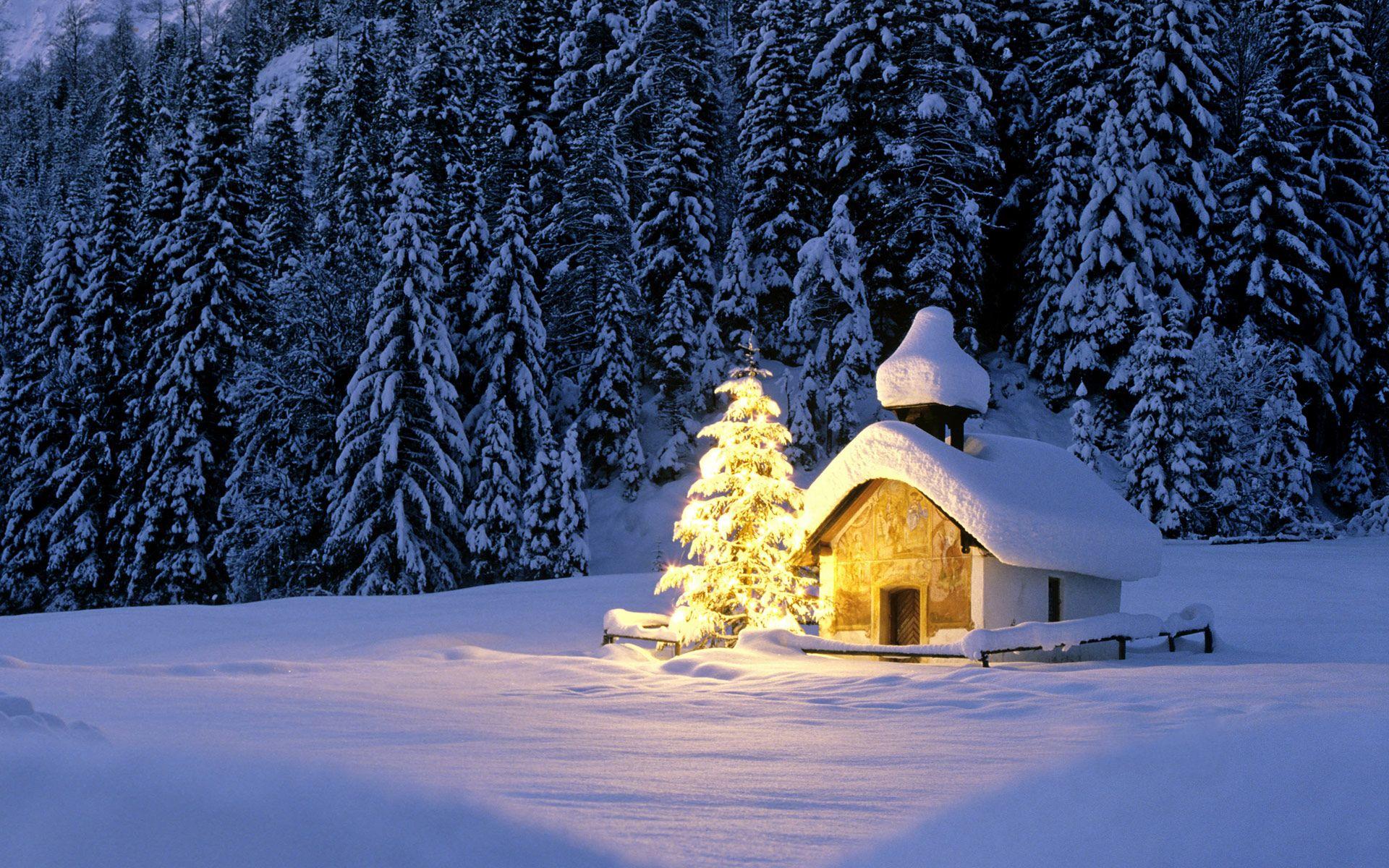 1920x1200 Forest Christmas Wallpaper