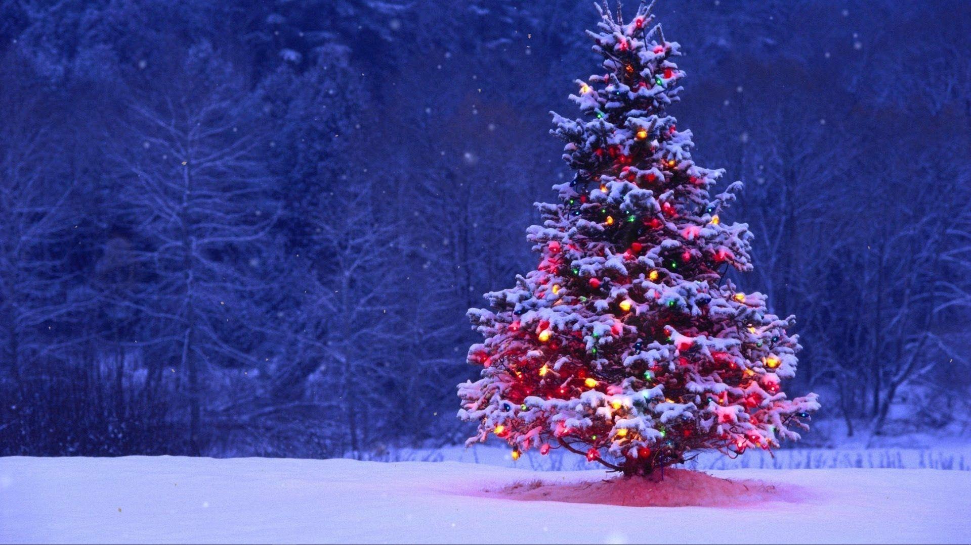 1919x1079 Christmas tree near the forest live wallpaper [DOWNLOAD FREE]