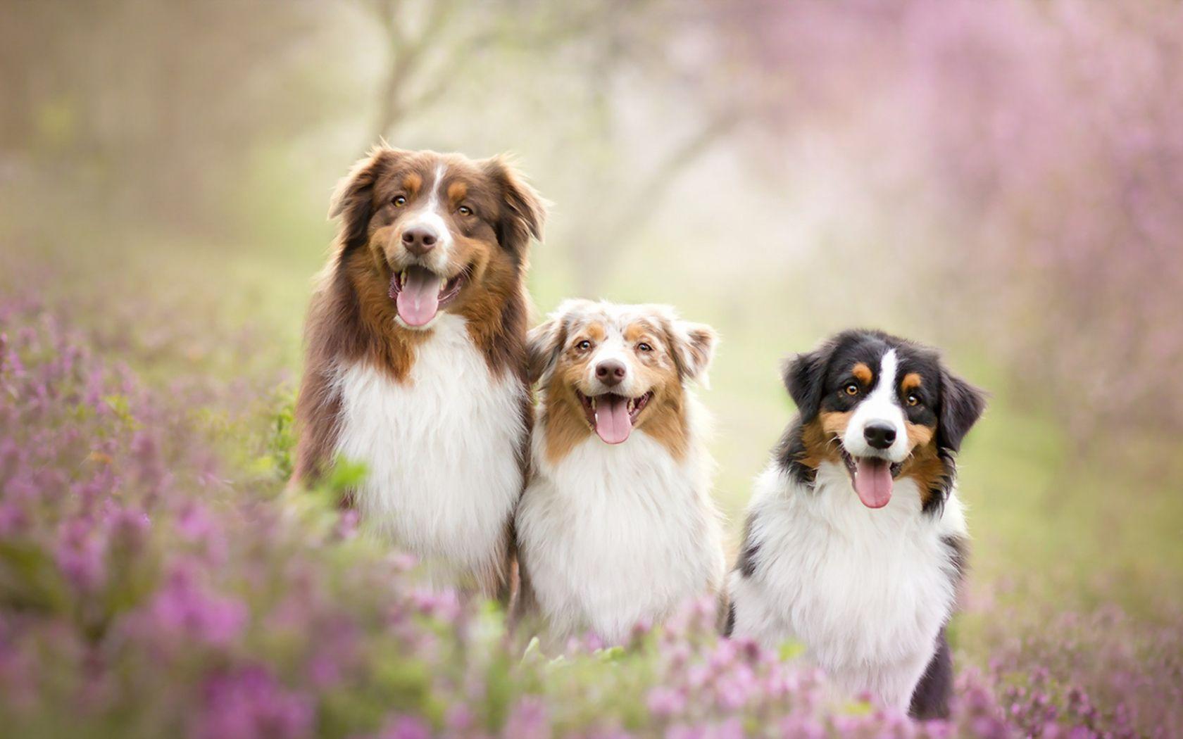 1680x1050 Free download Summer Dog Friends Wallpaper HD Wallpaper [1920x1080] for your Desktop, Mobile & Tablet. Explore Summer Puppy Wallpaper Desktop. Cute Puppy Desktop Wallpaper, Christmas Puppy Desktop Wallpaper, Boxer