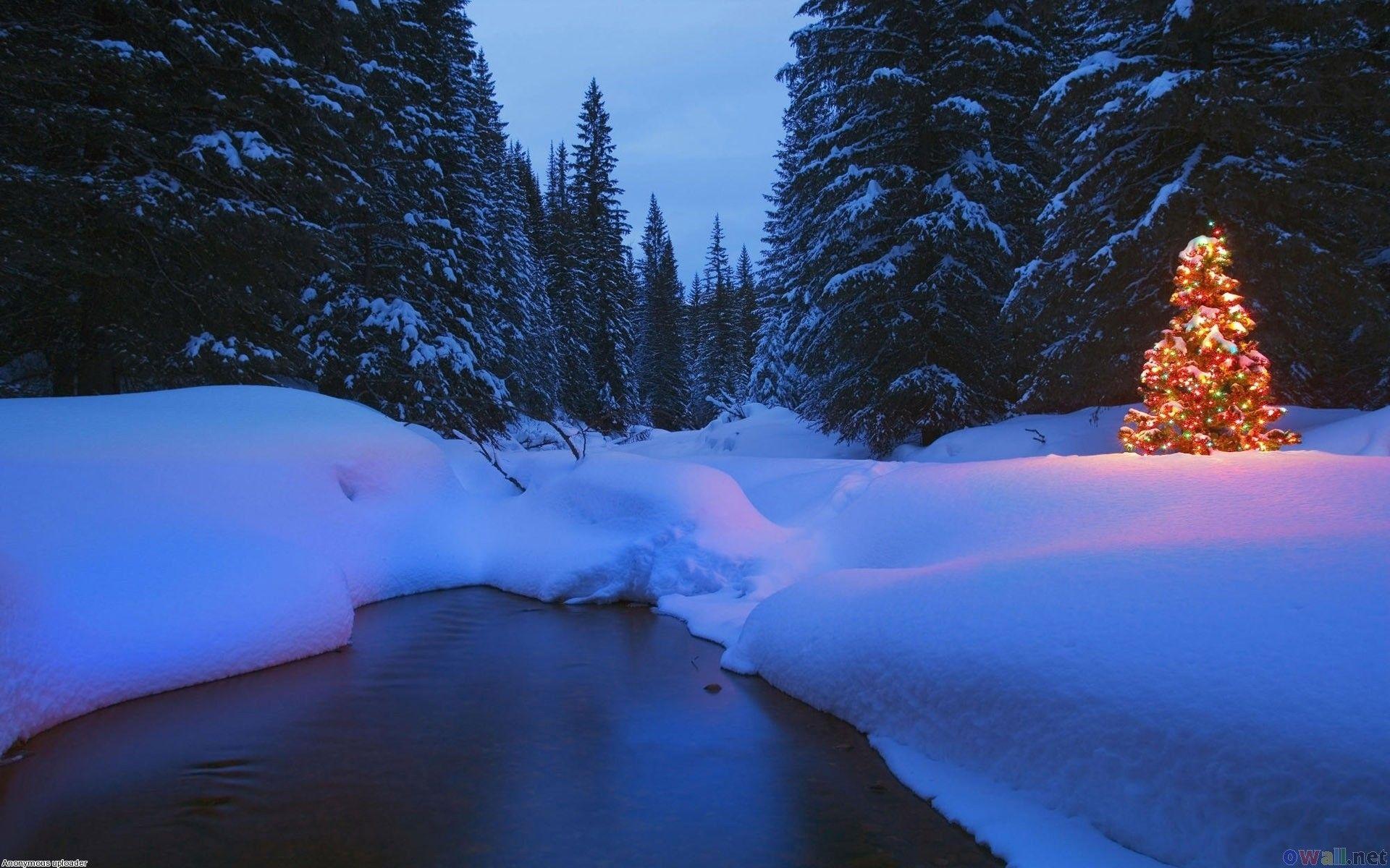 1920x1200 Christmas, image, tree, beautiful, wallpaper, forest