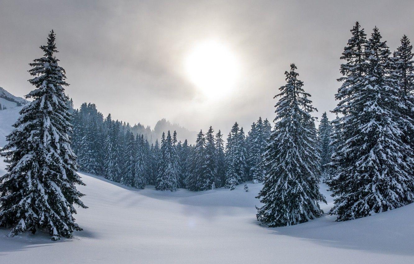 1332x850 Wallpaper winter, forest, the sky, the sun, snow, nature, ate, the snow, Christmas trees, snowy image for desktop, section пейзажи