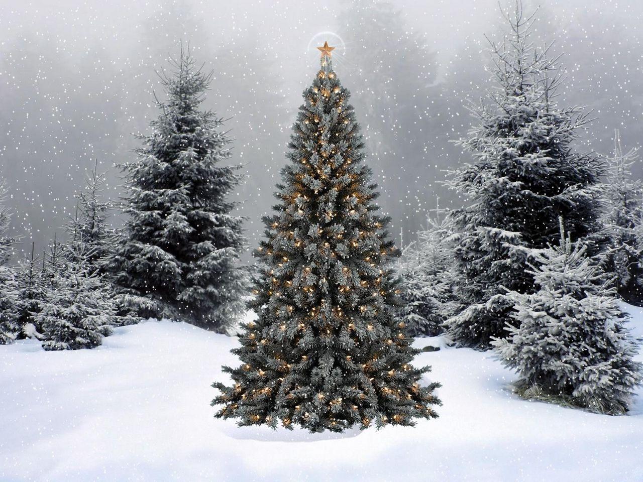1280x960 Download wallpaper 1280x960 trees, garland, star, snow, winter, forest, new year, christmas standard 4:3 HD background