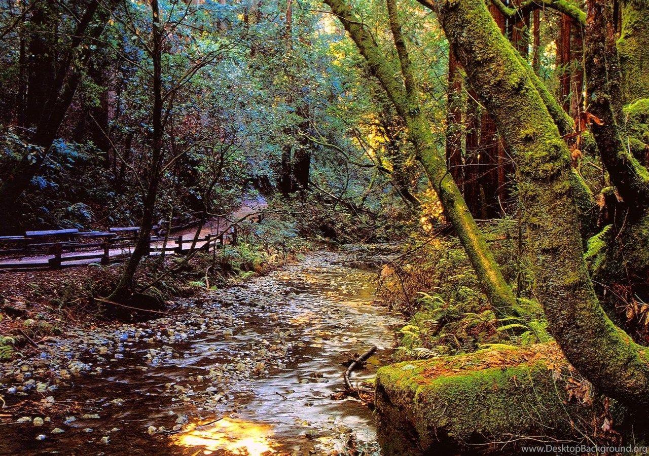1280x900 Emerald, Forest, Christmas, Wallpaper, Landscape, Nature Desktop Background