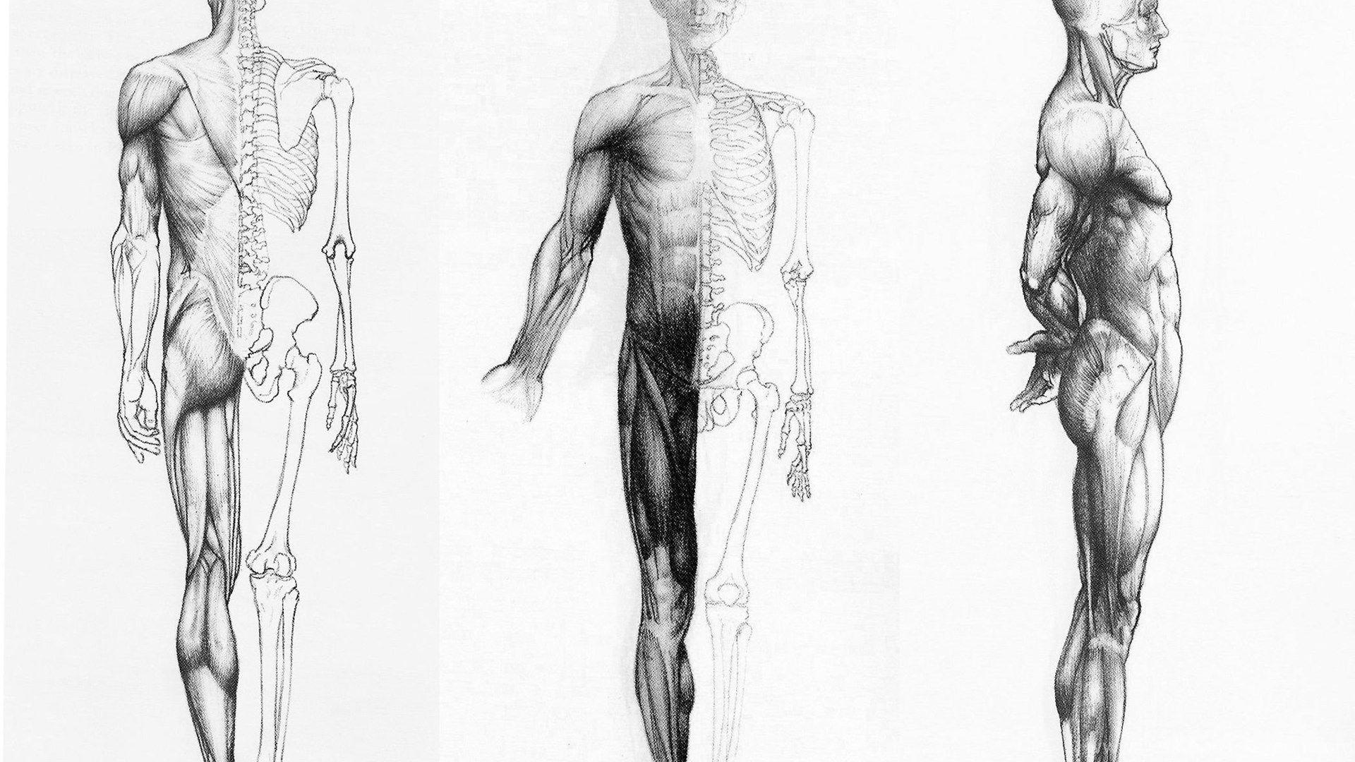 1920x1080 Human Anatomy Wallpaper