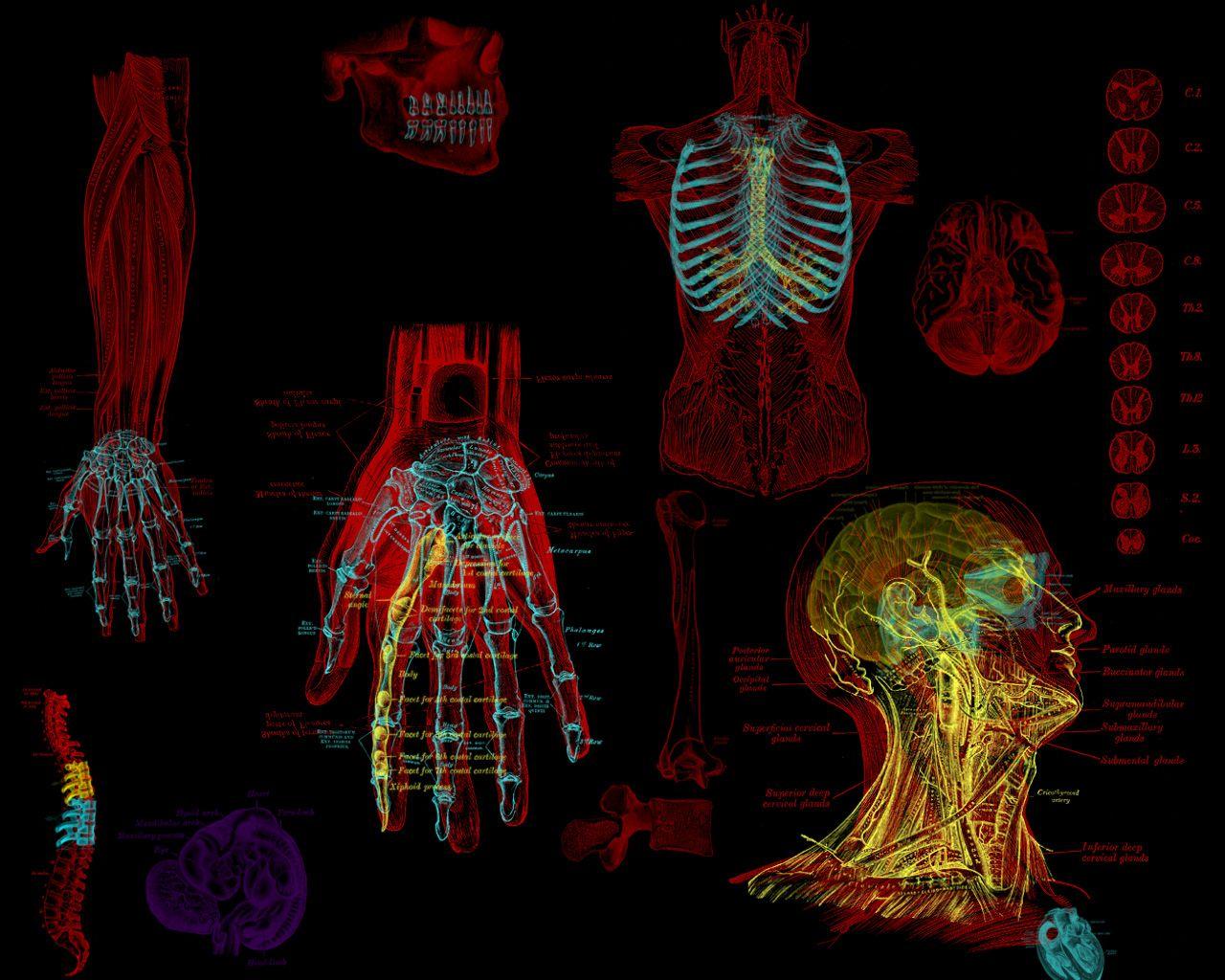 human anatomy wallpaper desktop