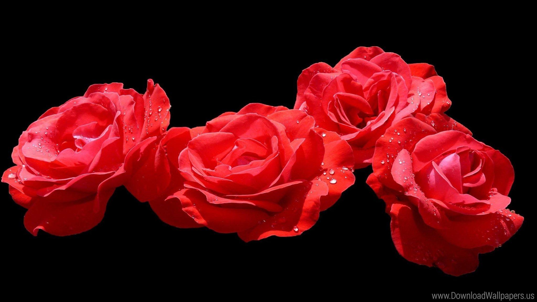 2048x1152 Download Dual Screen Wide Rose In Black Background Wallpaper & Background Download