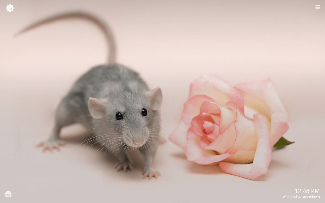 Rat posted by Christopher Simpson cute rat HD wallpaper  Pxfuel