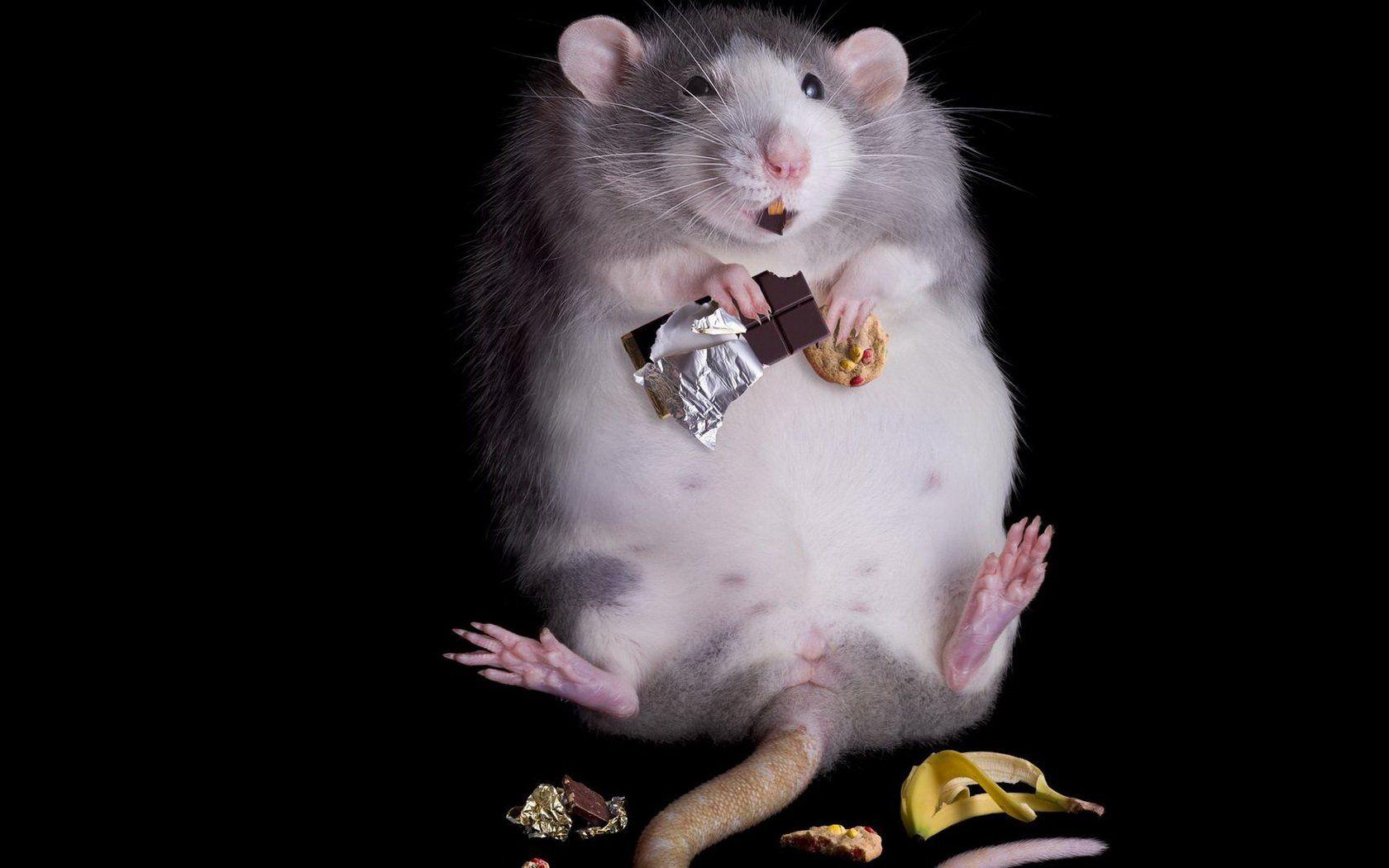 Rat Wallpapers - Top Free Rat Backgrounds - WallpaperAccess