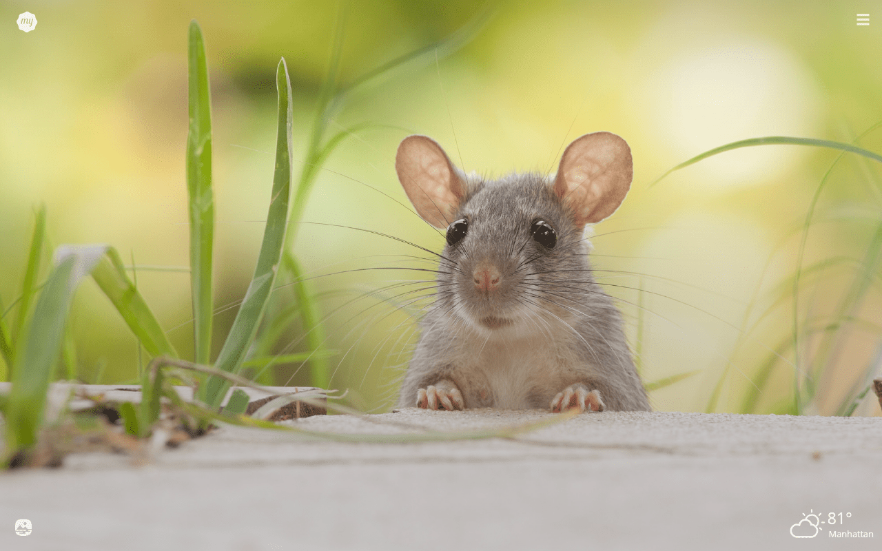 Rats Wallpapers - Top Free Rats Backgrounds - WallpaperAccess