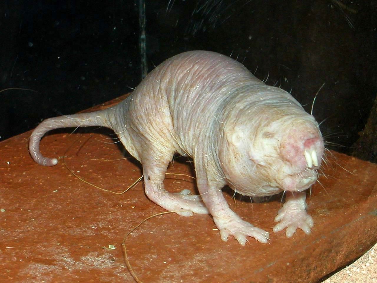 1280x960 Free Naked Mole Rat Wallpaper download