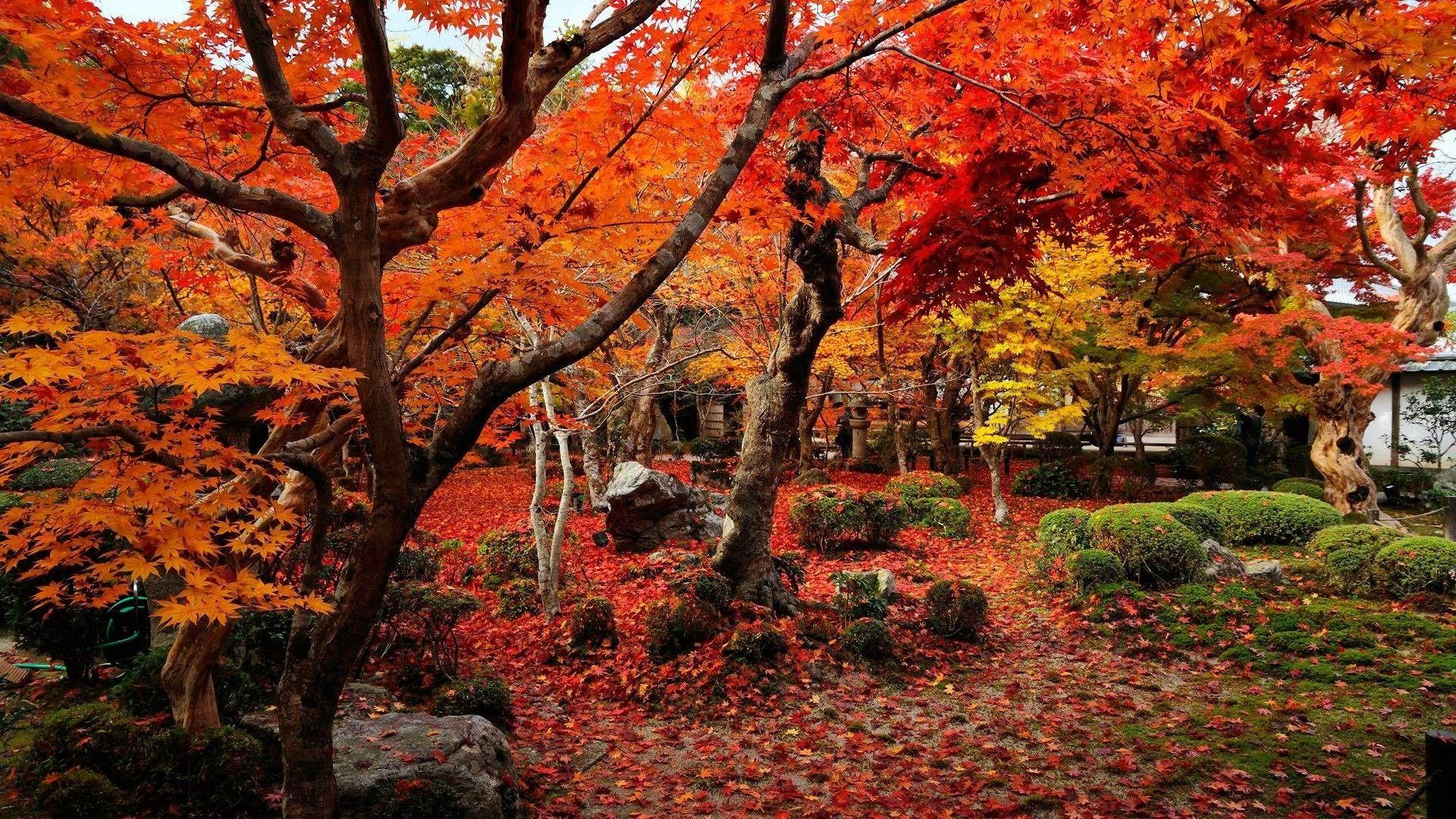 1920x1080 Windows Desktop Background: Windows Desktop Background Autumn
