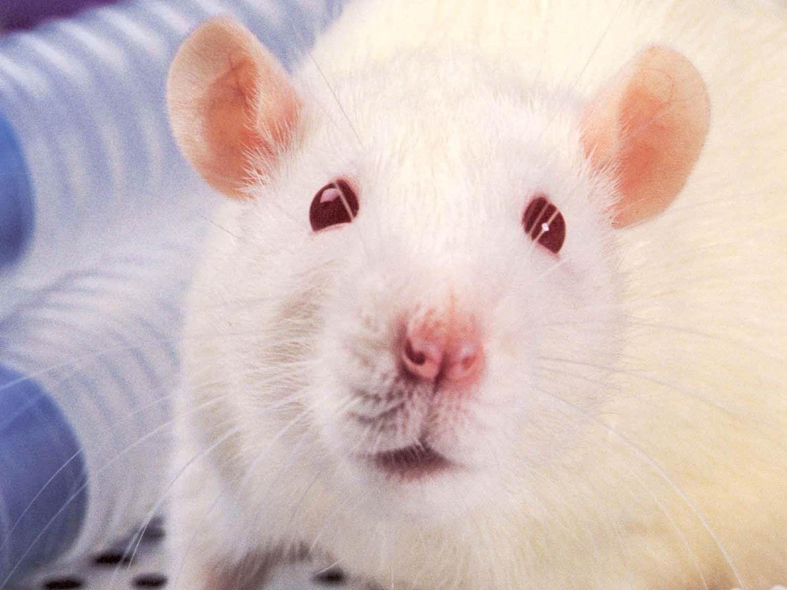 Rat Wallpapers - Top Free Rat Backgrounds - WallpaperAccess