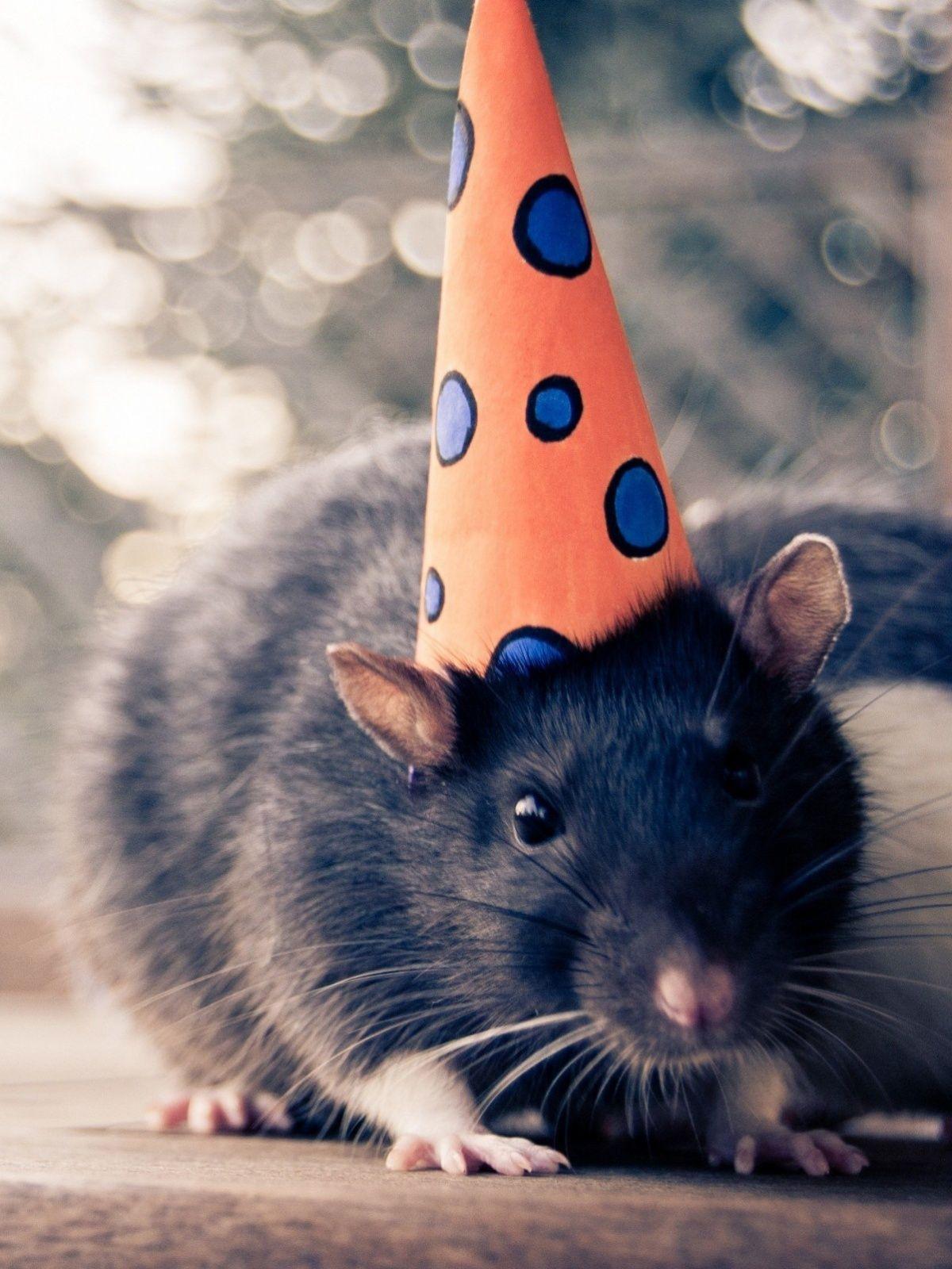 Rat Wallpapers - Top Free Rat Backgrounds - WallpaperAccess