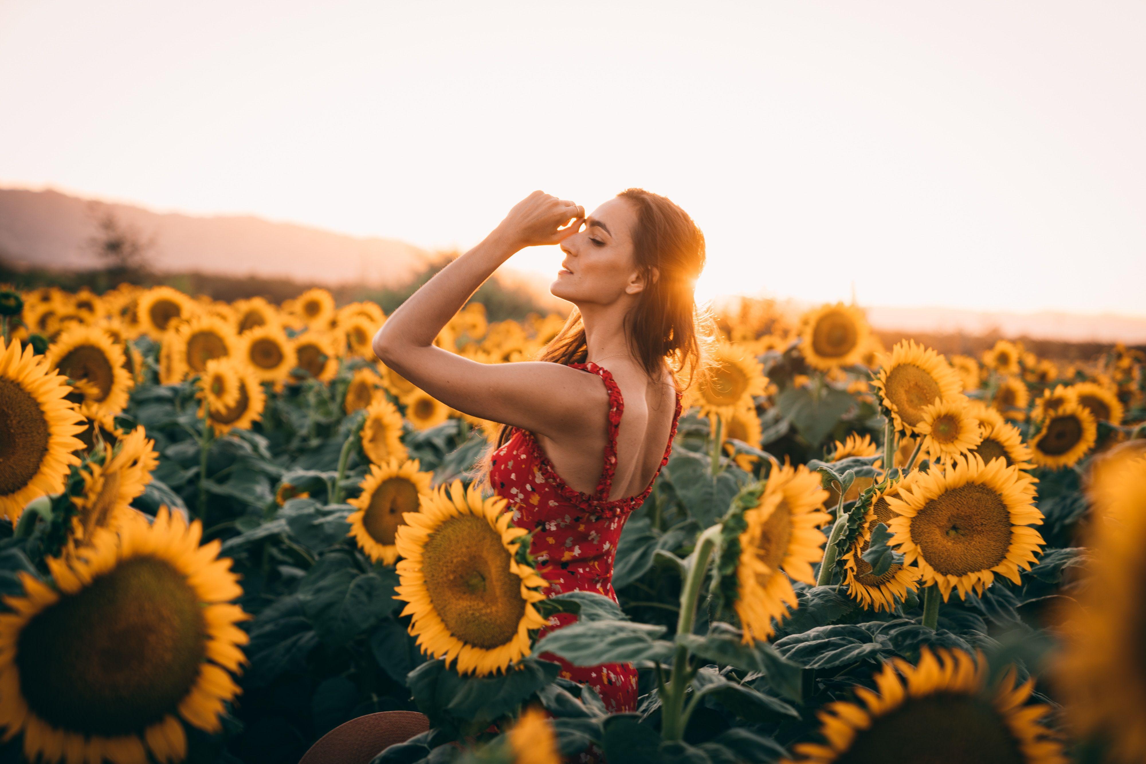 4000x2668 Collections Summer Cute Background Sunflower