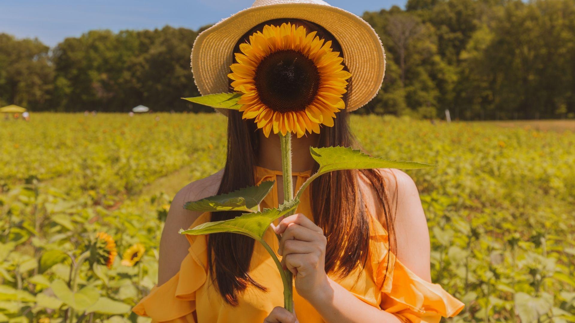 1920x1080 Hide Face from Sunflower Wallpaper