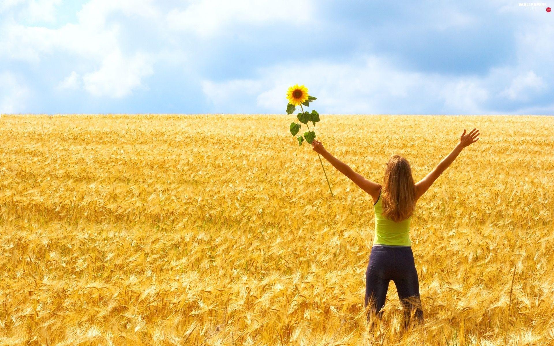 1920x1200 Sunflower, girl, Field, corn HD Wallpaper: 1920x1200