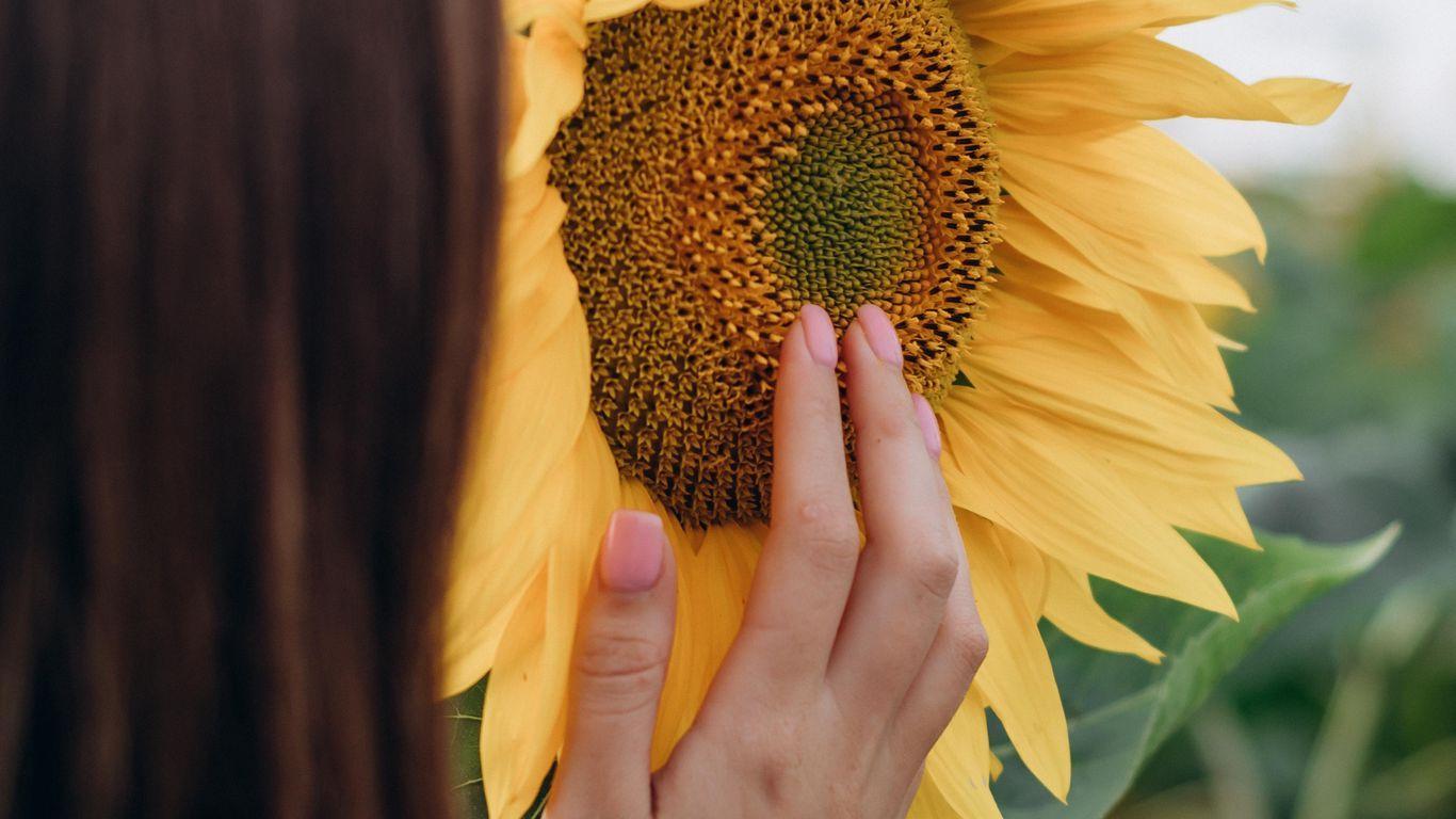1366x768 Download wallpaper 1366x768 sunflower, hand, flower, girl tablet, laptop HD background