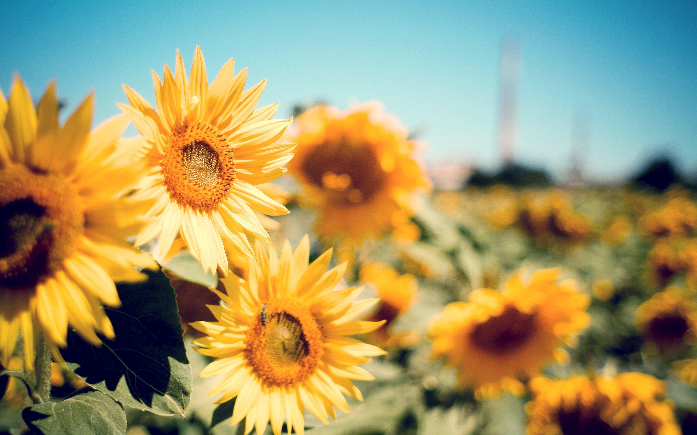 2880x1800 Cute Cartoon Sunflower Girl Background .