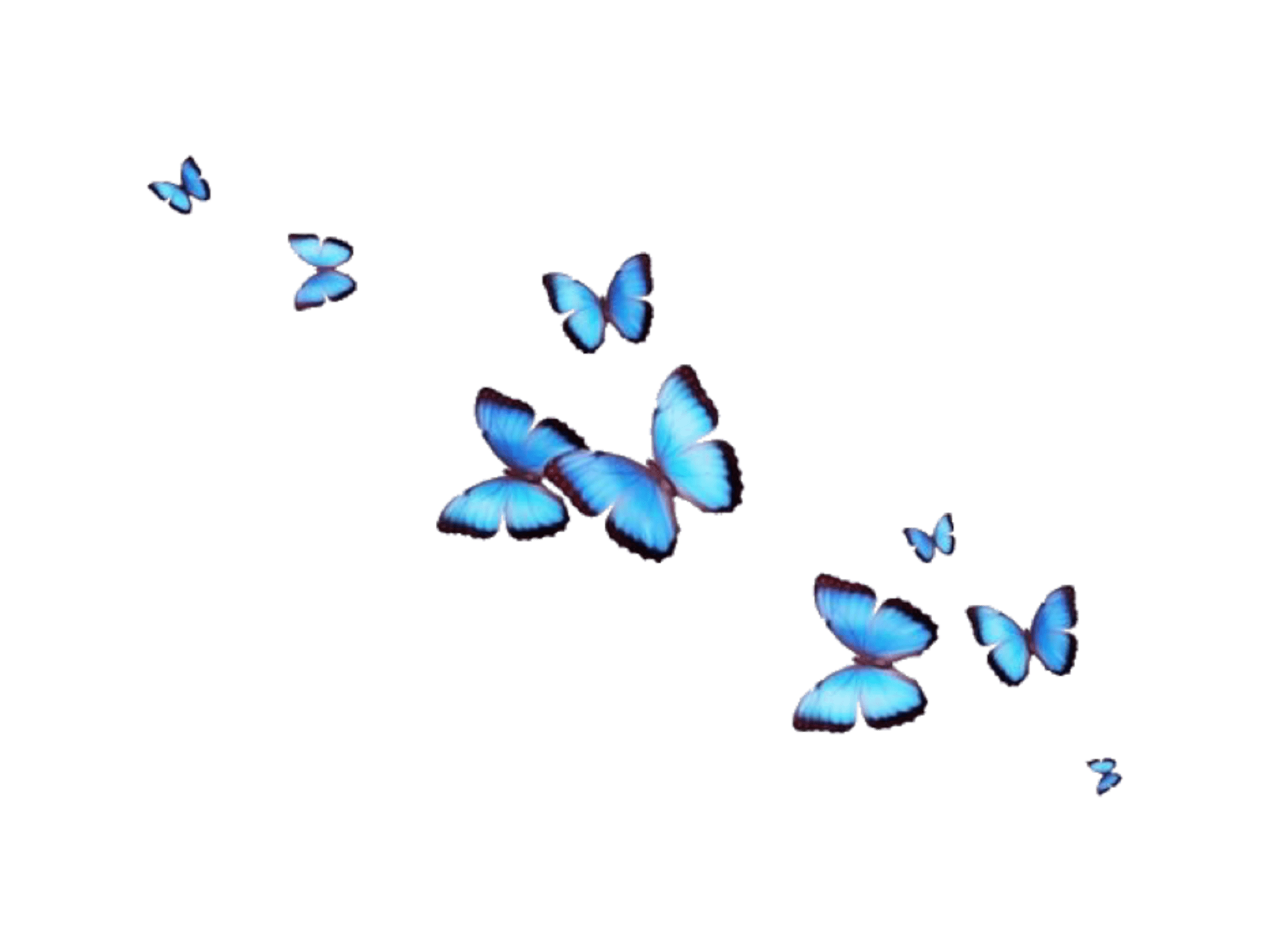 Transparent Butterfly Wallpapers - Top Free Transparent Butterfly ...