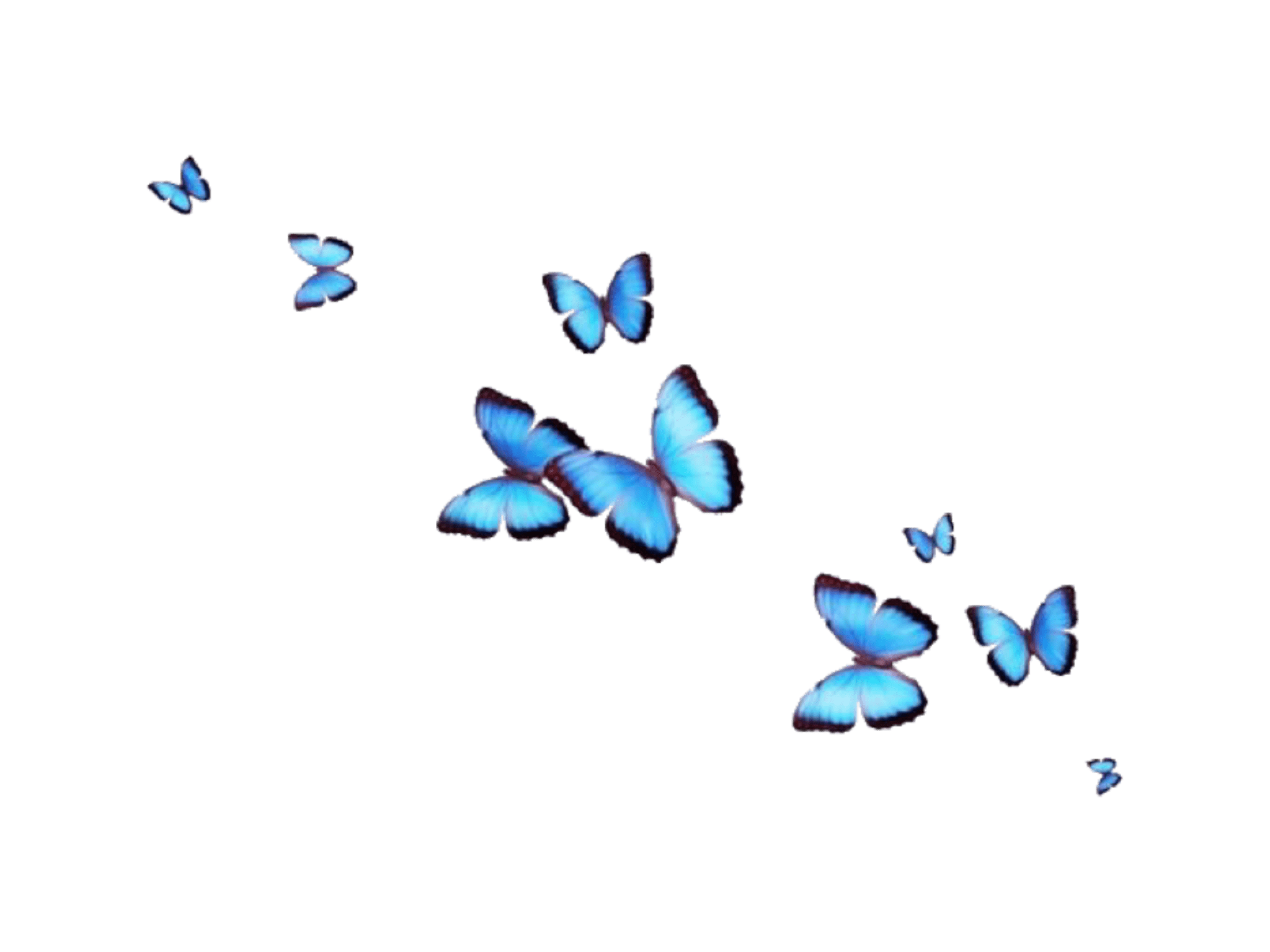 blue butterfly transparent background