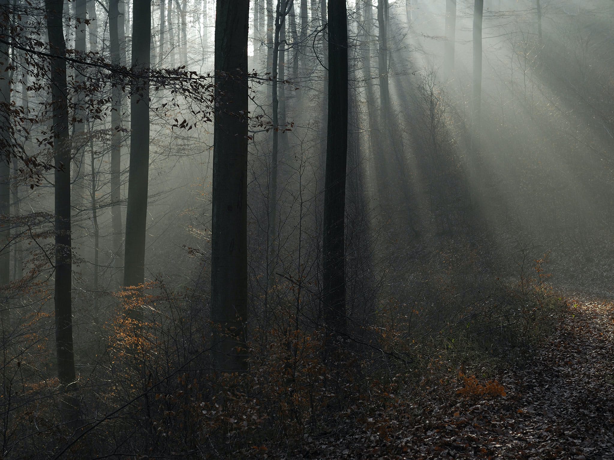 2048x1536 The Dark Side of the Grimm Fairy Tales