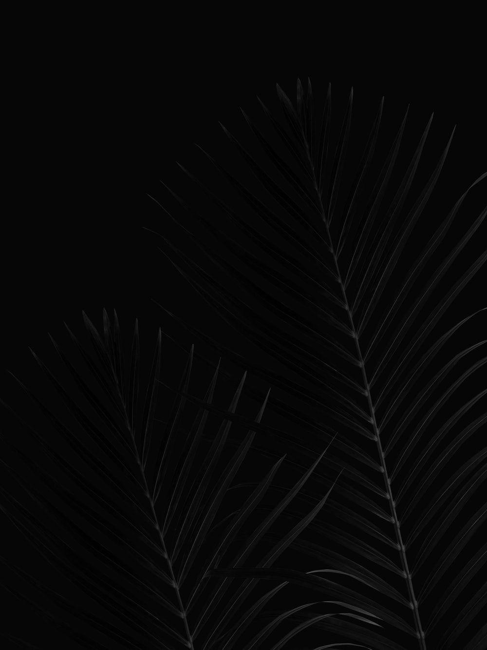 1000x1333 OLED Wallpaper: Free HD Download [HQ]