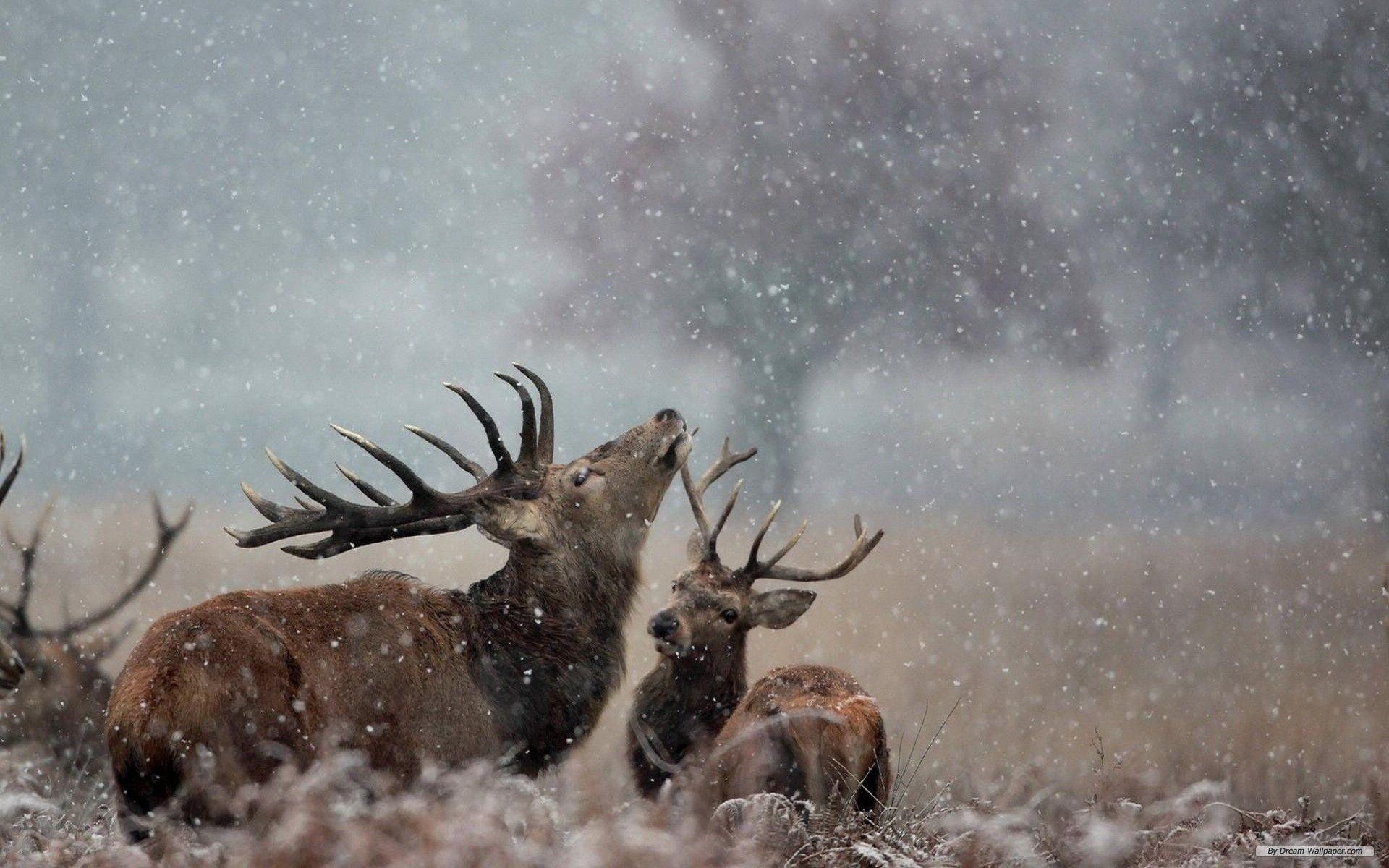 1680x1050 Hd Wallpaper Winter Deer HD Wallpaper