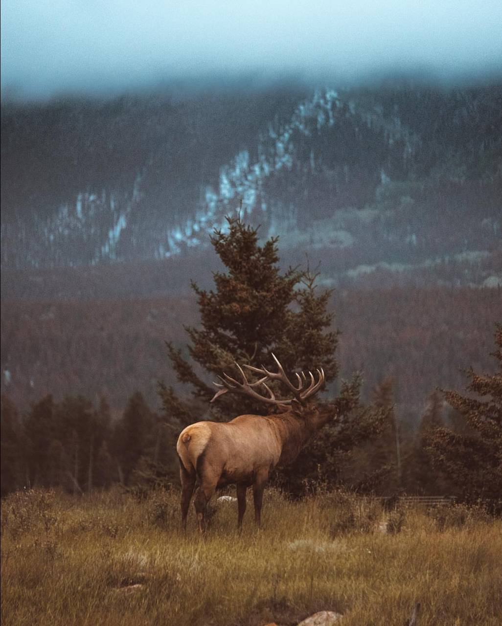 1026x1280 Winter deer wallpaper