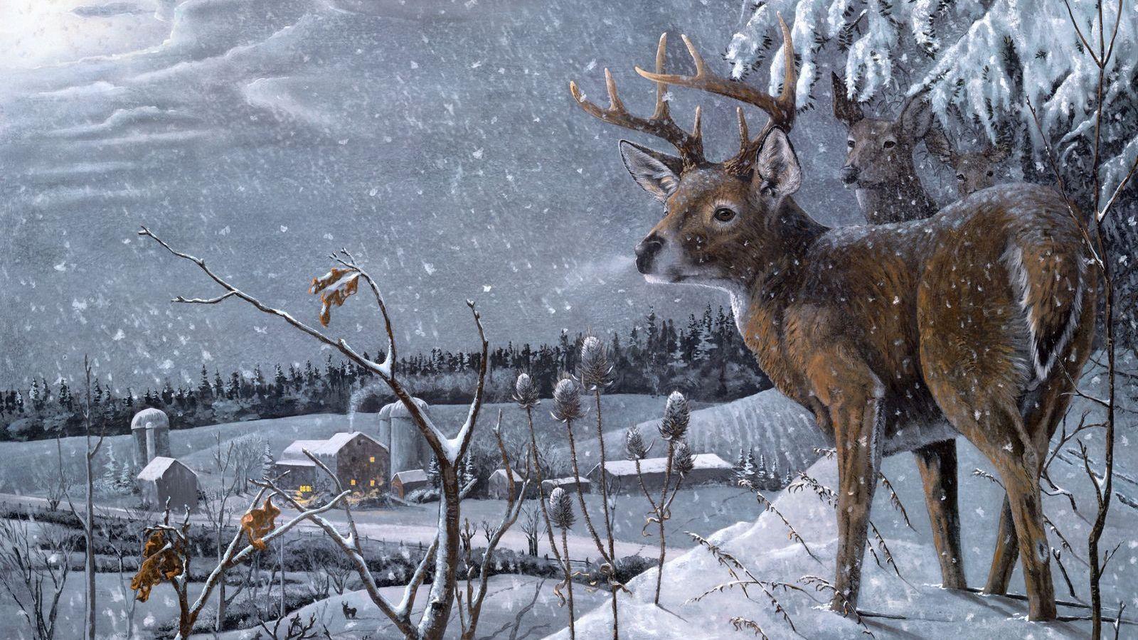 1600x900 Free download wallpaper david h bollman Deer Winter snow desktop wallpaper [1600x1154] for your Desktop, Mobile & Tablet. Explore Free Deer Wallpaper for Desktop. Free Deer Wallpaper