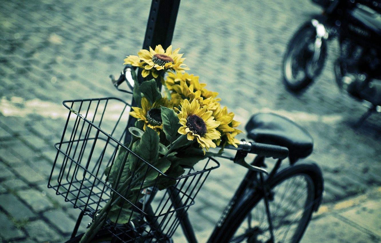 1332x850 Wallpaper leaves, flowers, blue, yellow, bike, background, widescreen, Wallpaper, basket, mood, sunflower, blur, contrast, wallpaper, flowers, bicycle image for desktop, section настроения