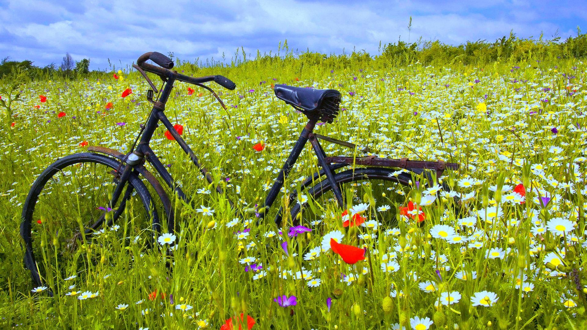 Bicycle Flowers Wallpapers - Top Free Bicycle Flowers Backgrounds ...